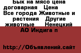 Бык на мясо цена договарная › Цена ­ 300 - Все города Животные и растения » Другие животные   . Ненецкий АО,Индига п.